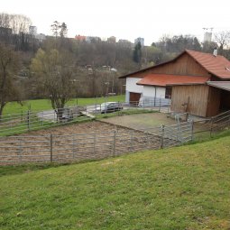 Guin/Düdingen: Ferme avec stabulation pour chevaux