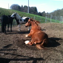 Guin/Düdingen: Ferme avec stabulation pour chevaux
